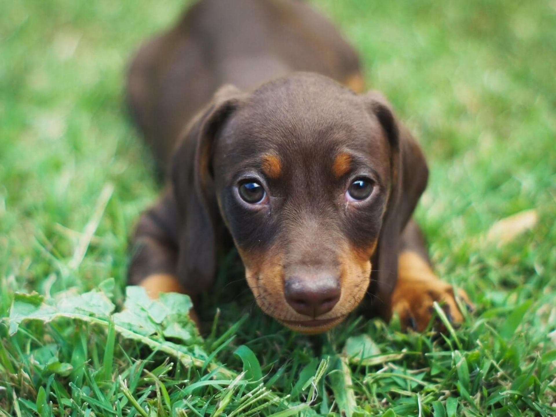 Gratis Grußkarten: süße Tierkinder-Motive versenden